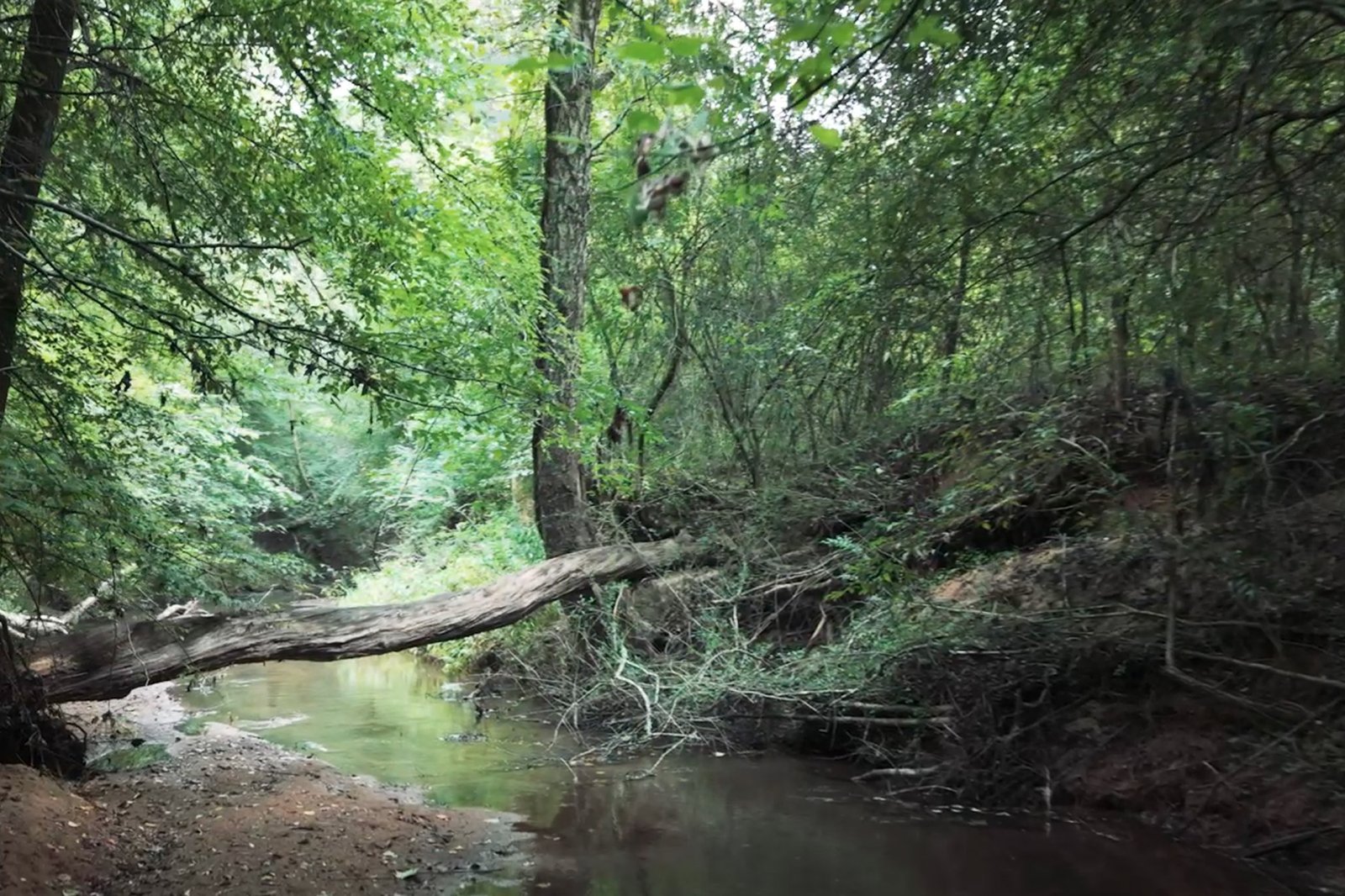 Legacy Farms Stream Bank