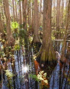 1000_F_959495145_MmfxVyNo710p06hETjsUOCW9KiqkHrs6