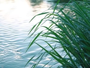 1000_F_981589572_vDNxvFCPQ7uhpe9ueP4gy9bklaHnF4Db