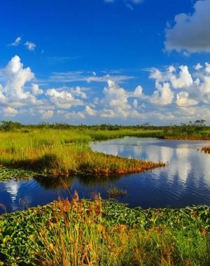 Leading Mitigation Solutions for Wetlands Protection